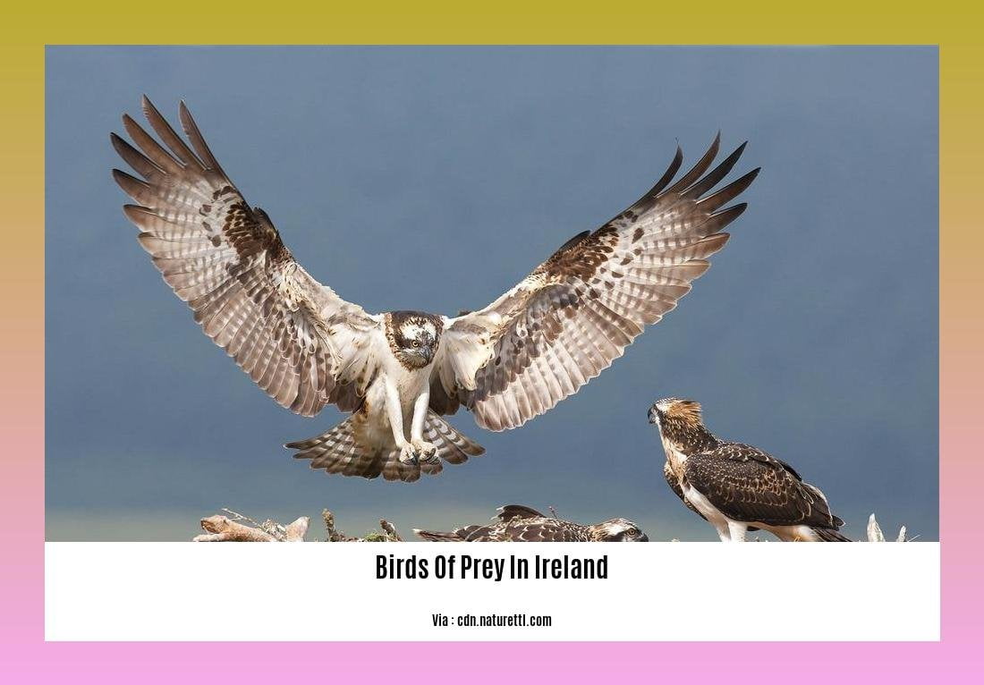 birds of prey in ireland