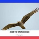 birds-of-prey-in-northern-ireland_2