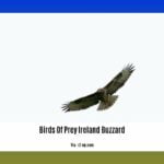 birds-of-prey-ireland-buzzard_2