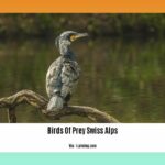 birds-of-prey-swiss-alps_2