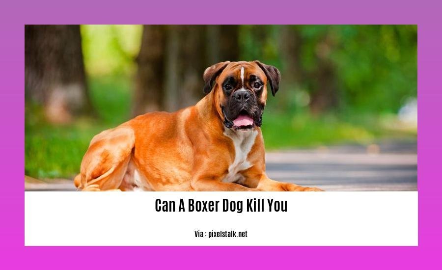 can a boxer dog kill you