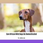 can-african-wild-dogs-be-domesticated_2