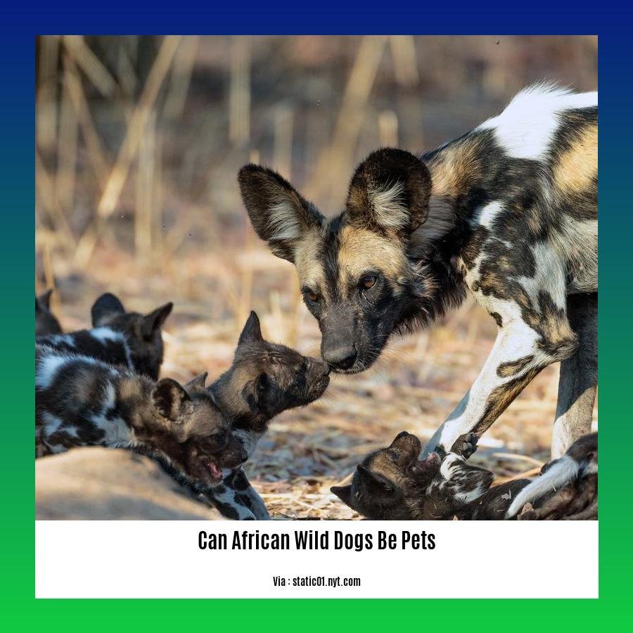 can african wild dogs be pets