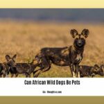 can-african-wild-dogs-be-pets_2