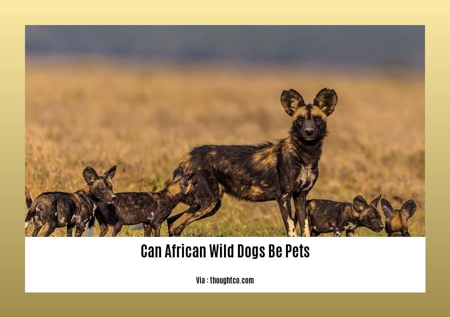 can african wild dogs be pets 2