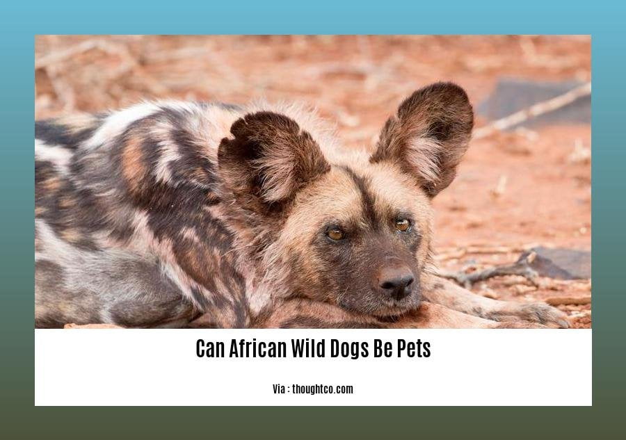 can african wild dogs be pets