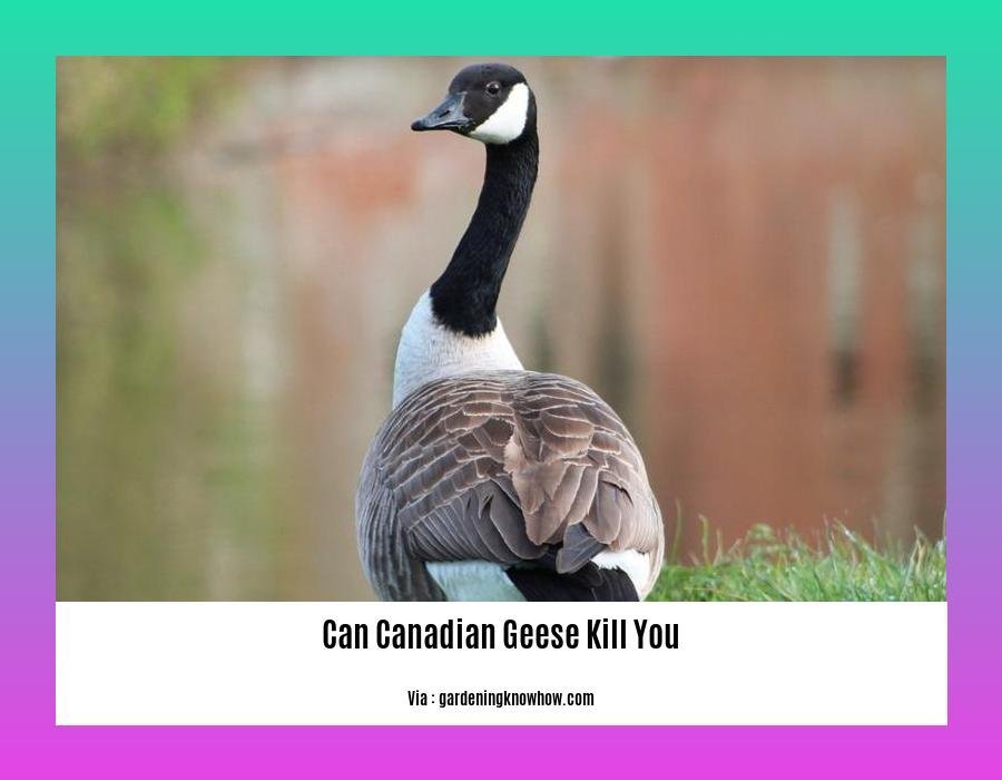 Can Canadian Geese Kill You? Dispelling Myths and Revealing the Truth