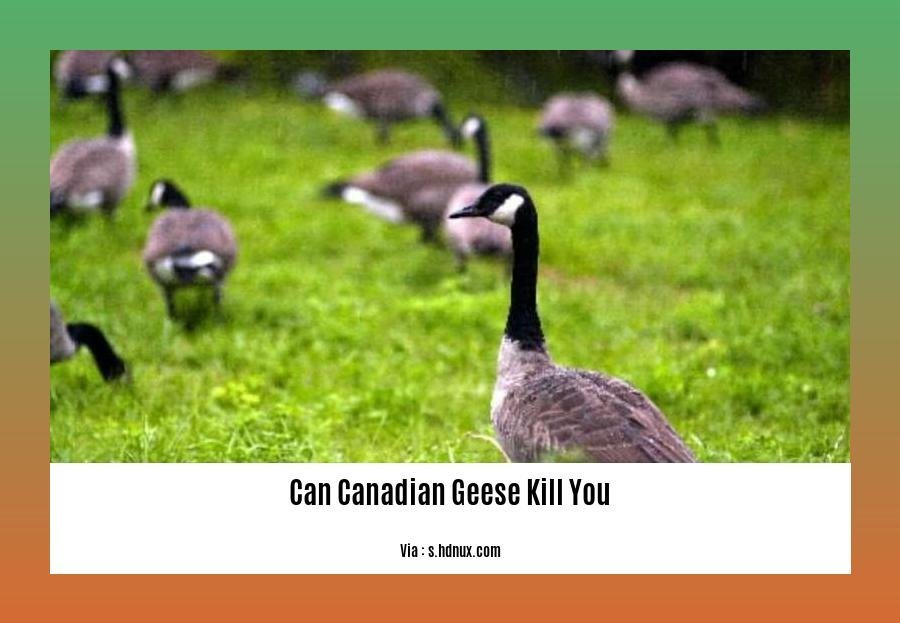 Can Canadian Geese Kill You? Dispelling Myths and Revealing the Truth