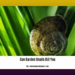 can-garden-snails-kill-you_2