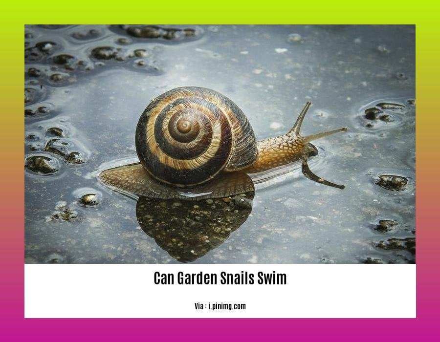 can garden snails swim