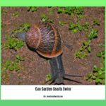 can-garden-snails-swim_2