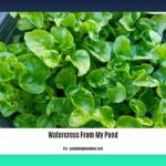can-i-eat-watercress-from-my-pond_2
