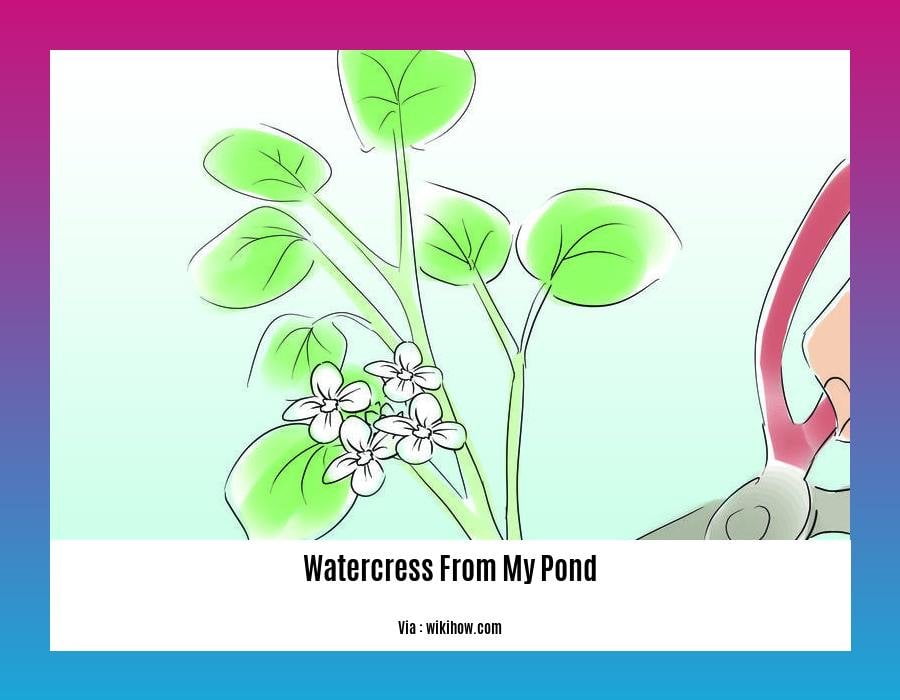 can i eat watercress from my pond
