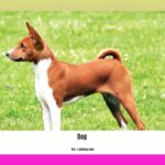 can-i-give-my-dog-salmon-oil-everyday_2
