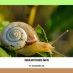 can-land-snails-swim_2