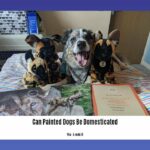 can-painted-dogs-be-domesticated_2