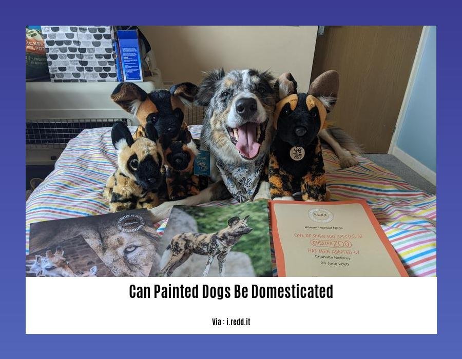 can painted dogs be domesticated 2