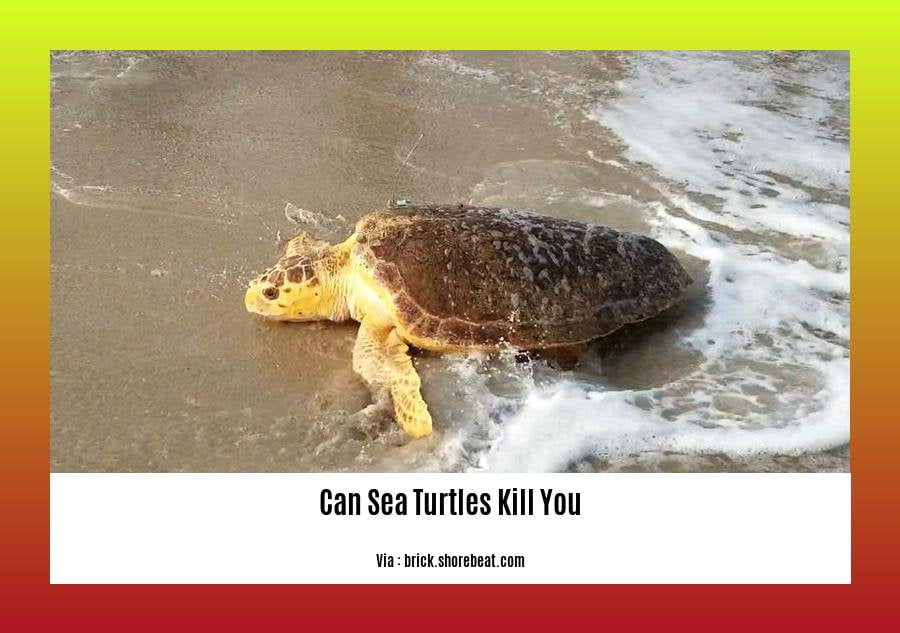 can sea turtles kill you