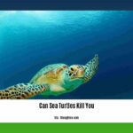 can-sea-turtles-kill-you_2