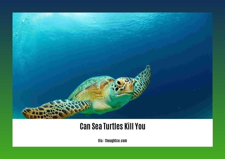 can sea turtles kill you 2