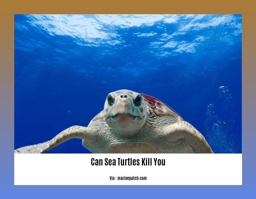 can sea turtles kill you