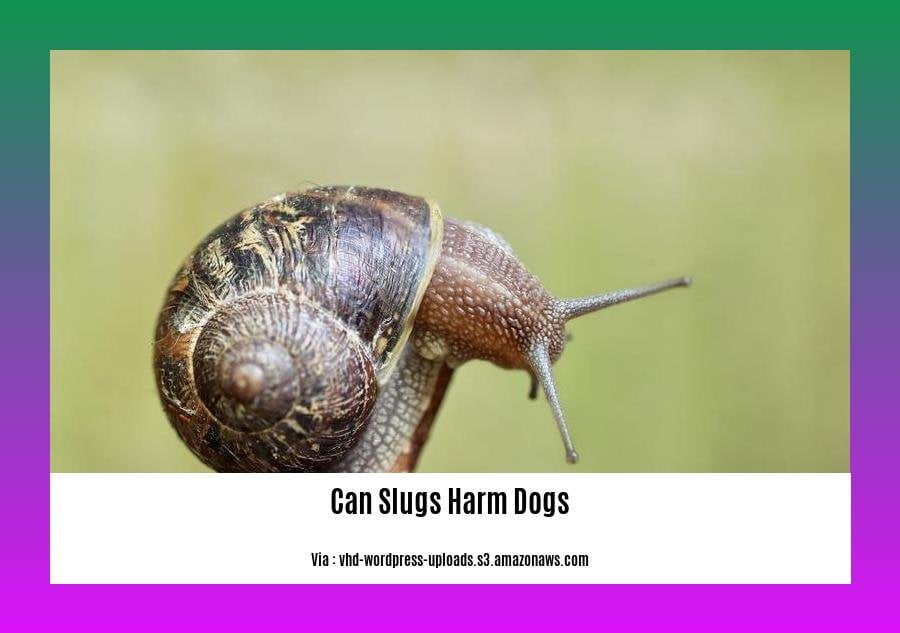can slugs harm dogs