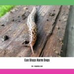 can-slugs-harm-dogs_2