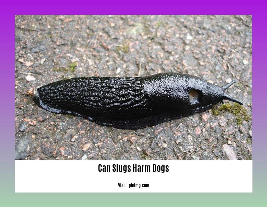 can slugs harm dogs