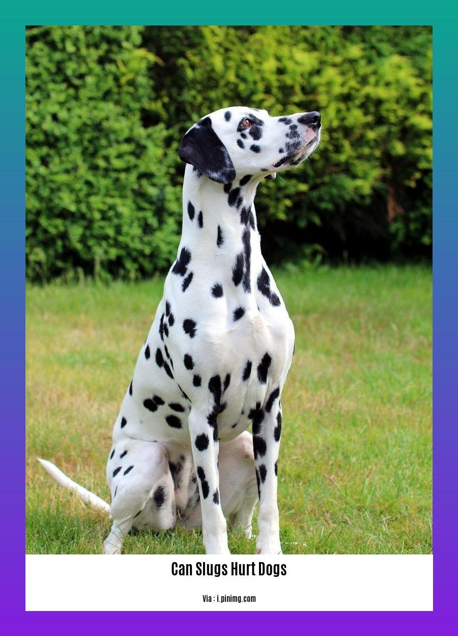 can slugs hurt dogs