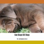 can-slugs-kill-dogs_2