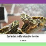 can-turtles-and-tortoises-live-together_2