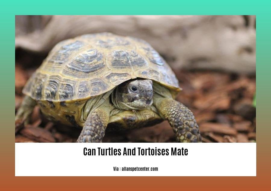 can turtles and tortoises mate