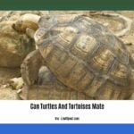 can-turtles-and-tortoises-mate_2