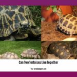 can-two-tortoises-live-together_2