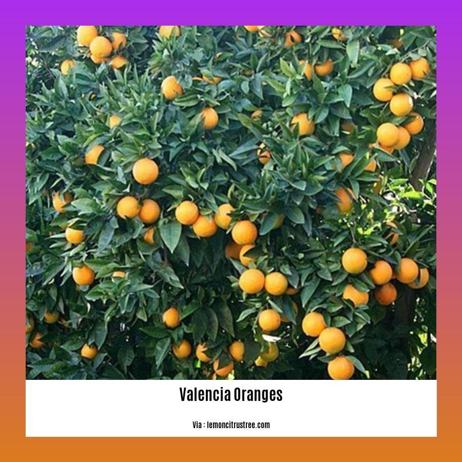 can you eat valencia oranges