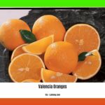 can-you-eat-valencia-oranges_2