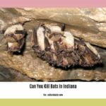 can-you-kill-bats-in-indiana_2