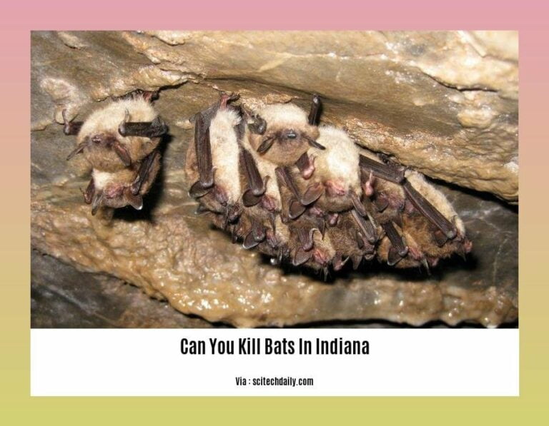 Can You Kill Bats in Indiana? Understanding the Protections and
