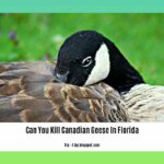 can-you-kill-canadian-geese-in-florida_2