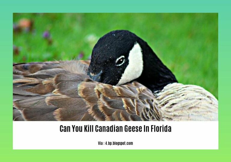 Understanding the Regulations Can You Kill Canadian Geese in Florida?