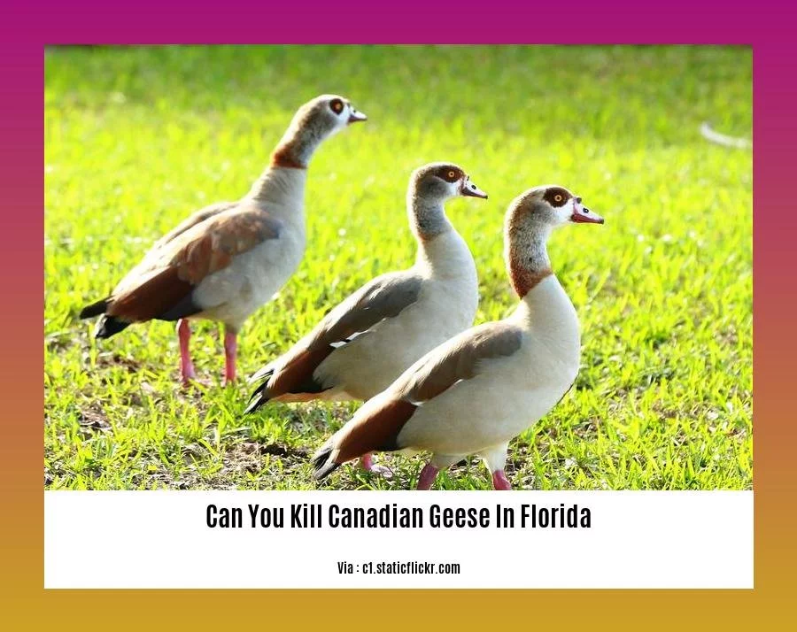 Understanding the Regulations Can You Kill Canadian Geese in Florida