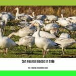 can-you-kill-geese-in-ohio_2