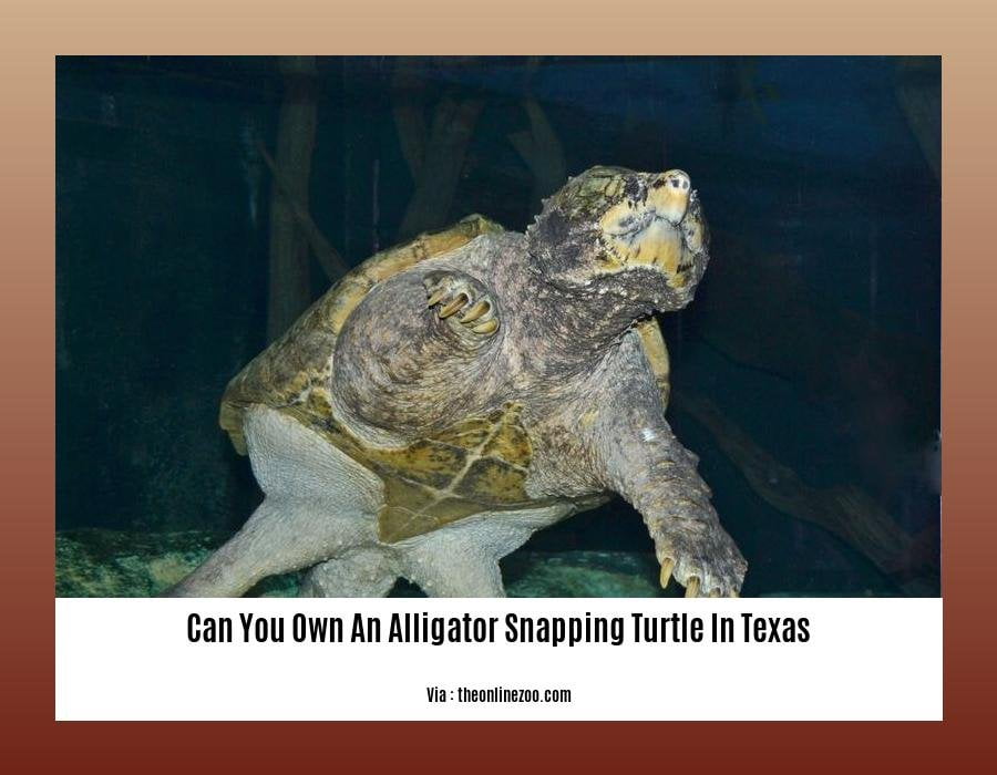 can you own an alligator snapping turtle in texas