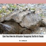 can-you-own-an-alligator-snapping-turtle-in-texas_2