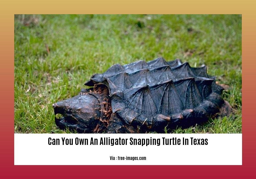 can you own an alligator snapping turtle in texas