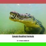 canada-deadliest-animals_2
