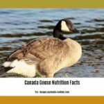 canada-goose-nutrition-facts_2