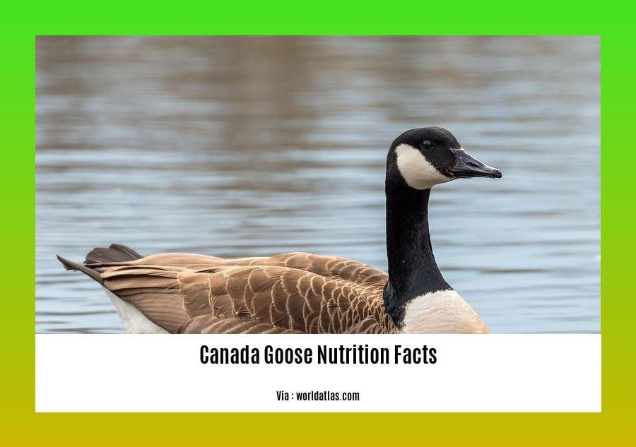 canada goose nutrition facts