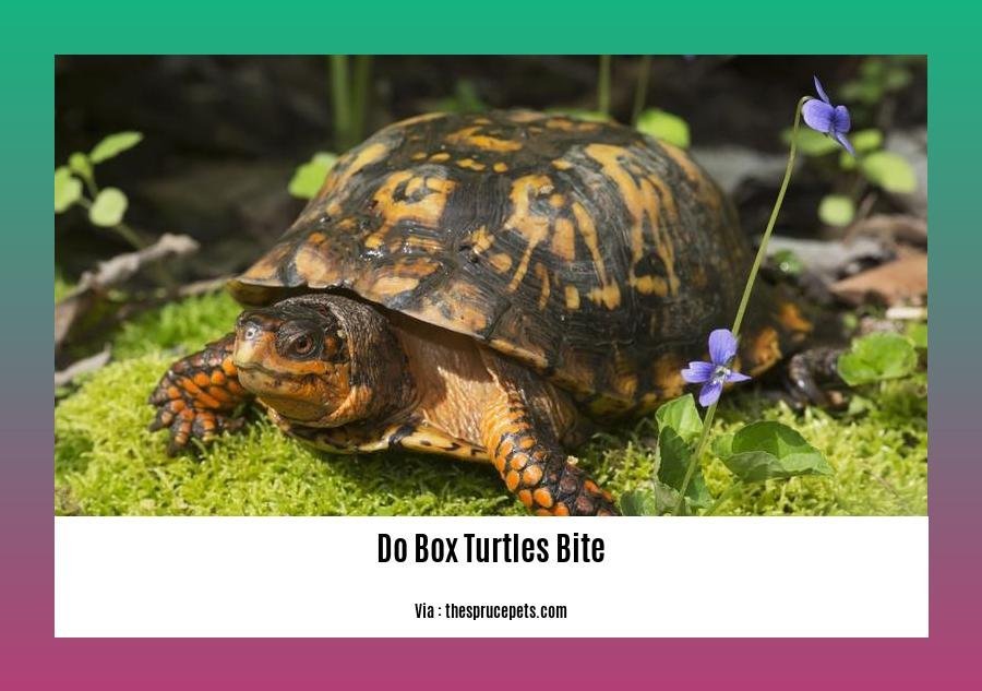 do box turtles bite