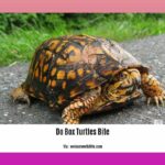 do-box-turtles-bite_2
